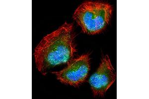 Immunofluorescent analysis of 4 % paraformaldehyde-fixed, 0. (DLL3 antibody  (C-Term))