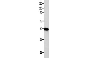 Western Blotting (WB) image for anti-Forkhead Box L1 (FOXL1) antibody (ABIN2425893) (FOXL1 antibody)