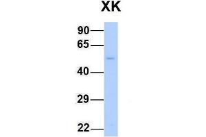 Host:  Rabbit  Target Name:  XK  Sample Type:  Human Fetal Liver  Antibody Dilution:  1. (Membrane transport protein XK (XK) (N-Term) antibody)