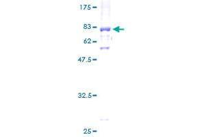 FBXW2 Protein (AA 1-454) (GST tag)