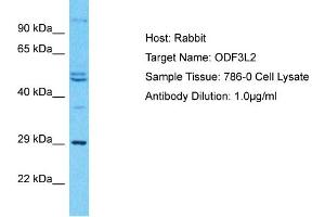 Host: Rabbit Target Name: ODF3L2 Sample Type: 786-0 Whole Cell lysates Antibody Dilution: 1. (ODF3L2 antibody  (C-Term))