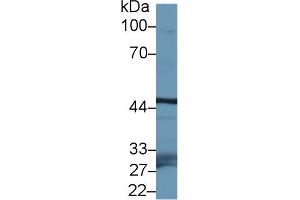 Western Blot; Sample: Mouse Testis lysate; Primary Ab: 1µg/ml Rabbit Anti-Mouse FBXL3 Antibody Second Ab: 0.