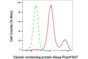 Flow cytometric analysis of Valosin containing protein expression in HepG2 cells using Valosin containing protein antibody (ABIN7800819), 1:2,000). (VCP antibody)