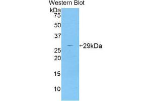 Western Blotting (WB) image for anti-A Disintegrin and Metallopeptidase Domain 6A (ADAM6A) (AA 419-664) antibody (ABIN1857893) (ADAM6A antibody  (AA 419-664))