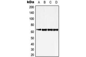 Western blot analysis of ZNF460 expression in K562 (A), Jurkat (B), SP2/0 (C), H9C2 (D) whole cell lysates. (ZNF460 antibody  (C-Term))