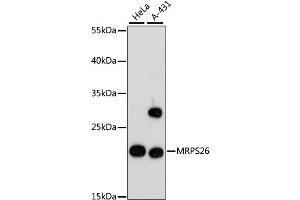 Western blot analysis of extracts of various cell lines, using MRPS26 antibody. (MRPS26 antibody)