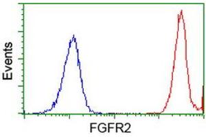 Image no. 2 for anti-Fibroblast Growth Factor Receptor 2 (FGFR2) antibody (ABIN1498249) (FGFR2 antibody)