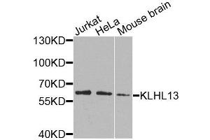 Western blot analysis of extracts of various cell lines, using KLHL13 antibody (ABIN6003698) at 1/1000 dilution. (KLHL13 antibody)
