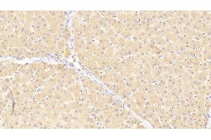 Detection of vWF in Rat Liver Tissue using Polyclonal Antibody to Von Willebrand Factor (vWF) (VWF antibody  (AA 49-230))