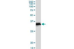 STUB1 MaxPab polyclonal antibody. (STUB1 antibody  (AA 1-303))