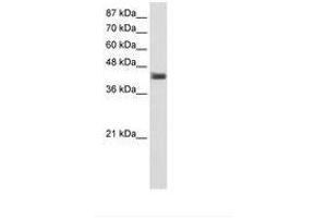 Image no. 1 for anti-POU Domain, Class 4, Transcription Factor 1 (POU4F1) (C-Term) antibody (ABIN202480) (POU4F1 antibody  (C-Term))