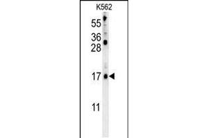 LCE2B Antibody (C-term) (ABIN653985 and ABIN2843927) western blot analysis in K562 cell line lysates (35 μg/lane).