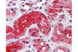 Anti-CRYM antibody IHC staining of human kidney. (CRYM antibody)