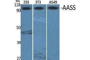Western Blot (WB) analysis of specific cells using AASS Polyclonal Antibody. (AASS antibody  (Internal Region))