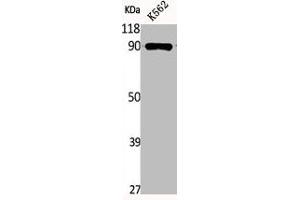 Western Blot analysis of K562 cells using Phospho-HSP90β (S254) Polyclonal Antibody (HSP9AB1 (pSer254) antibody)