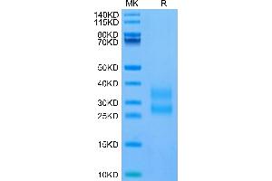 Mouse ICOS/CD278(C137S, C138S) on Tris-Bis PAGE under reduced condition. (ICOS Protein (AA 21-144, C137S, C138S) (His tag))