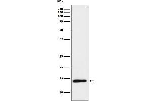 Western blot analysis of TCL1 expression in Ramos cell lysate.