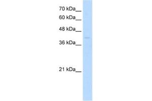 Western Blotting (WB) image for anti-Mohawk Homeobox (MKX) antibody (ABIN2460308) (MKX antibody)