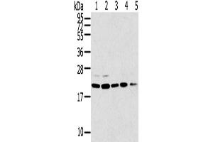 Western Blotting (WB) image for anti-Tumor Protein D52-Like 1 (TPD52L1) antibody (ABIN2427445)