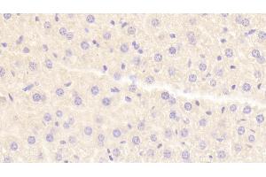 Detection of HRG in Mouse Liver Tissue using Polyclonal Antibody to Histidine Rich Glycoprotein (HRG) (HRG antibody  (AA 93-328))