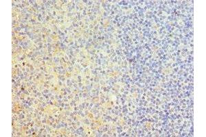 Immunohistochemistry of paraffin-embedded human tonsil tissue using ABIN7173837 at dilution of 1:100 (TNFRSF1D (AA 257-386) antibody)