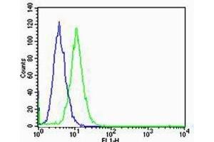 Flow cytometric analysis of HeLa cells using GLI2 antibody (green) compared to an isotype control of rabbit IgG (blue). (GLI2 antibody  (C-Term))