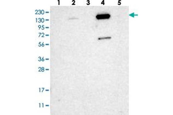 Zinc Finger Protein 629 (ZNF629) anticorps