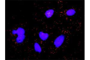 Proximity Ligation Analysis of protein-protein interactions between CASP3 and CDKN1A. (p21 antibody  (AA 65-164))