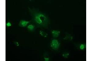 Immunofluorescence (IF) image for anti-OTU Domain, Ubiquitin Aldehyde Binding 2 (OTUB2) antibody (ABIN1499940)