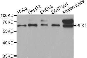 Western blot analysis of extracts of various cell lines, using PLK1 antibody. (PLK1 antibody)