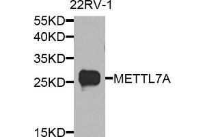 Western blot analysis of extracts of 22Rv1 cells, using METTL7A antibody.