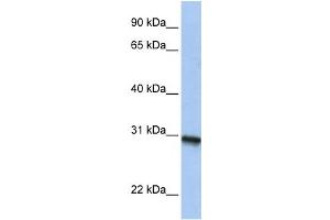 Western Blotting (WB) image for anti-Chromosome 20 Open Reading Frame 195 (C20orf195) antibody (ABIN2459712) (C20orf195 antibody)