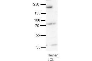 SYNJ1 antibody - N-terminal region  validated by WB using human LCL at 1:1000. (Synaptojanin 1 antibody  (N-Term))