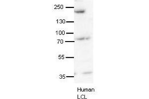 SYNJ1 antibody - N-terminal region  validated by WB using human LCL at 1:1000. (Synaptojanin 1 antibody  (N-Term))