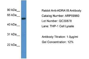 Western Blotting (WB) image for anti-Adrenergic, alpha-1B-, Receptor (ADRA1B) (C-Term) antibody (ABIN2788281)