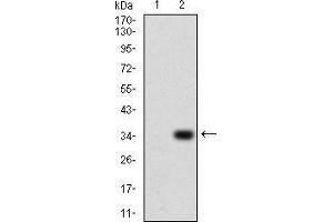 Western Blotting (WB) image for anti-Purinergic Receptor P2Y, G-Protein Coupled, 13 (P2RY13) (AA 1-49) antibody (ABIN5927793)