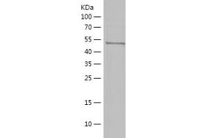 Western Blotting (WB) image for RNA Binding Protein, Fox-1 Homolog 3 (RBFOX3) (AA 1-115) protein (His-IF2DI Tag) (ABIN7124926) (NeuN Protein (AA 1-115) (His-IF2DI Tag))