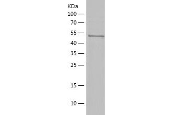 NeuN Protein (AA 1-115) (His-IF2DI Tag)