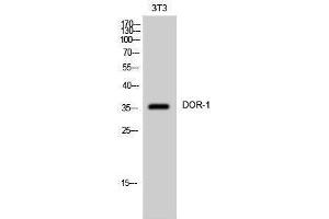 Western Blotting (WB) image for anti-Opioid Receptor, delta 1 (OPRD1) (C-Term) antibody (ABIN3174812) (OPRD1 antibody  (C-Term))