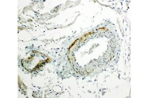 Immunohistochemistry (IHC) image for anti-Caveolin 2 (CAV2) (AA 1-17) antibody (ABIN3030339)