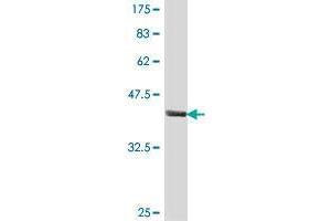 POU2F3 antibody  (AA 1-109)