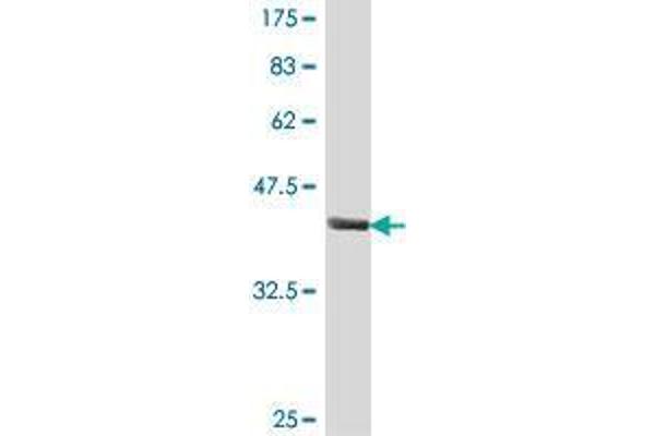 POU2F3 antibody  (AA 1-109)