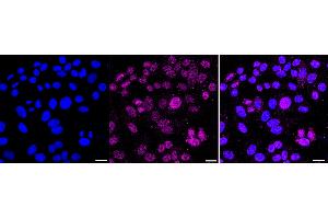 anti-H2A Histone Family, Member X (H2AFX) antibody
