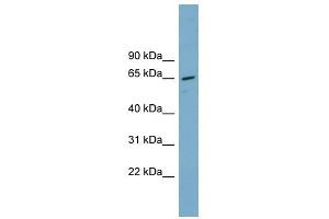 PPP2R1A antibody used at 1 ug/ml to detect target protein. (PPP2R1A antibody)