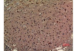 Immunohistochemistry (IHC) analysis of paraffin-embedded Mouse Brain, antibody was diluted at 1:100. (RRP7A antibody  (C-Term))