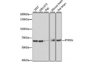 Western blot analysis of extracts of various cell lines using PTPRN Polyclonal Antibody at dilution of 1:1000.