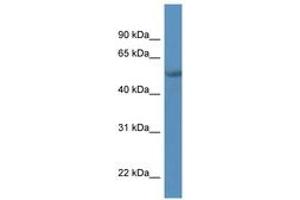 Image no. 1 for anti-Transcriptional Adaptor 2A (TADA2A) (AA 338-387) antibody (ABIN6746060) (TADA2L antibody  (AA 338-387))