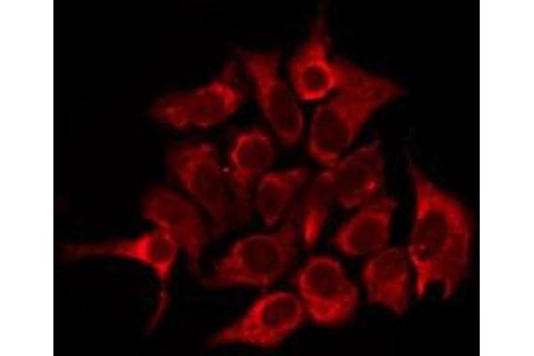 OR2W3 antibody