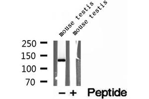 Western blot analysis of extracts of mouse testis tissue, using NASP antibody.