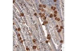 Immunohistochemical staining of human duodenum with WEE2 polyclonal antibody  shows strong positivity in gobblet cells.